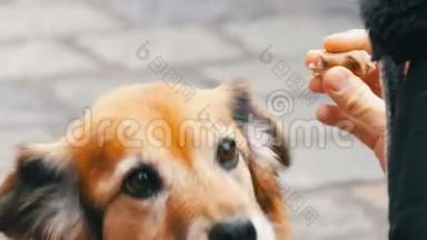 街上饥饿的狗向一个女孩要一块香肠食物。 狗舔了舔女孩的鼻子和手指